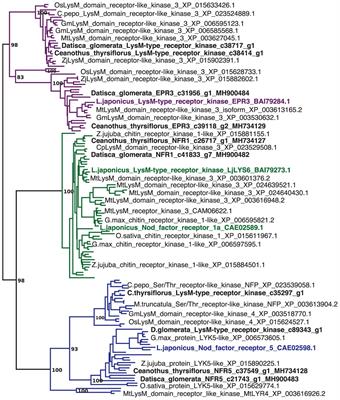 Comparative Analysis of the Nodule Transcriptomes of Ceanothus thyrsiflorus (Rhamnaceae, Rosales) and Datisca glomerata (Datiscaceae, Cucurbitales)